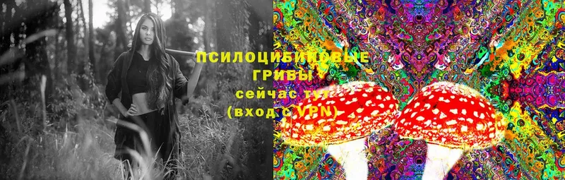 OMG сайт  Джанкой  Псилоцибиновые грибы Psilocybine cubensis 